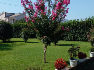 Uredjenje, hortikultura , zelenih površina, dvorišta, zelenilo