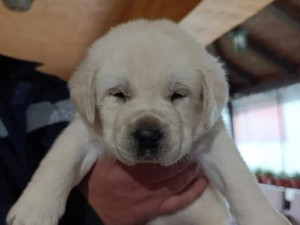 Labrador Retriver štenad Dostava BiH i EU +38762213383