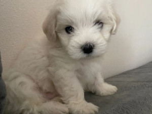 Maltezer štenad moguća dostava BiH i EU +38762213383