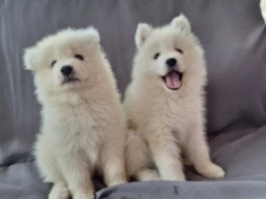 Samojed štenad moguća dostava BiH i EU +38762213383