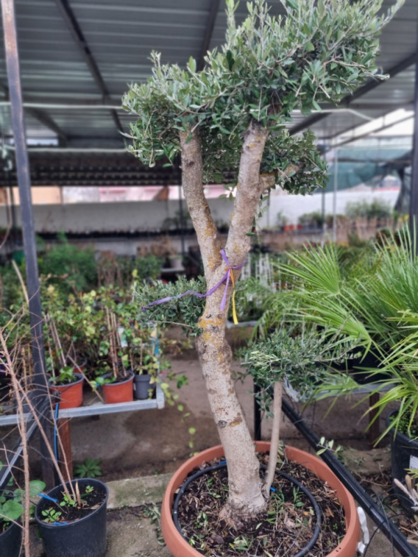 Maslina "Bonsai" - Sadnice - OLX.ba