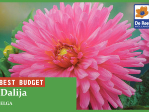 Lukovice cvijeća Dalija, begonija, ljiljan, gloksinija