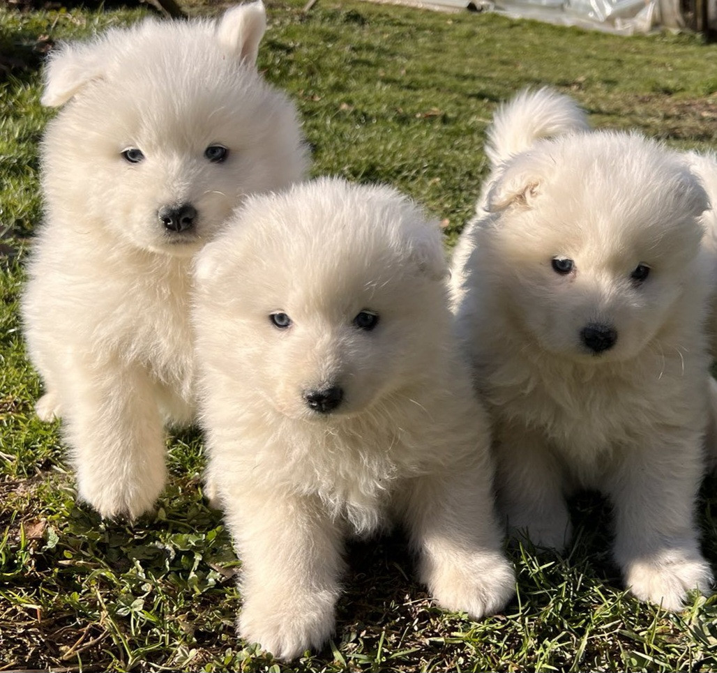 Samojed stene