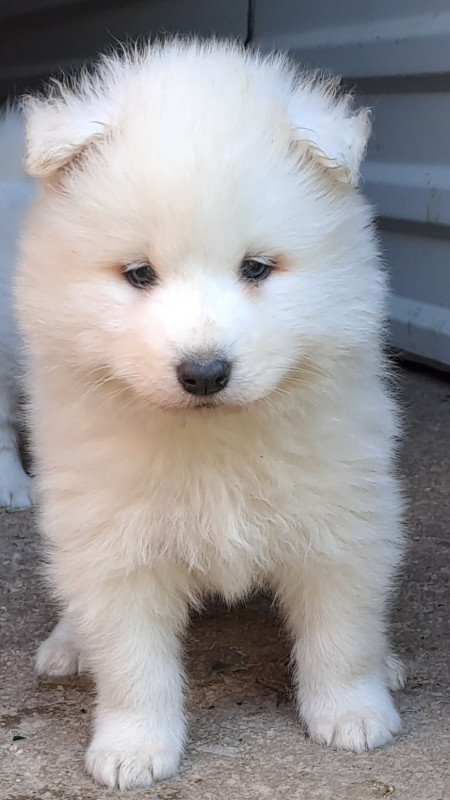 Samojed stene