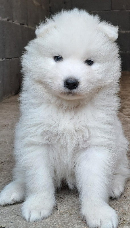 Samojed stene