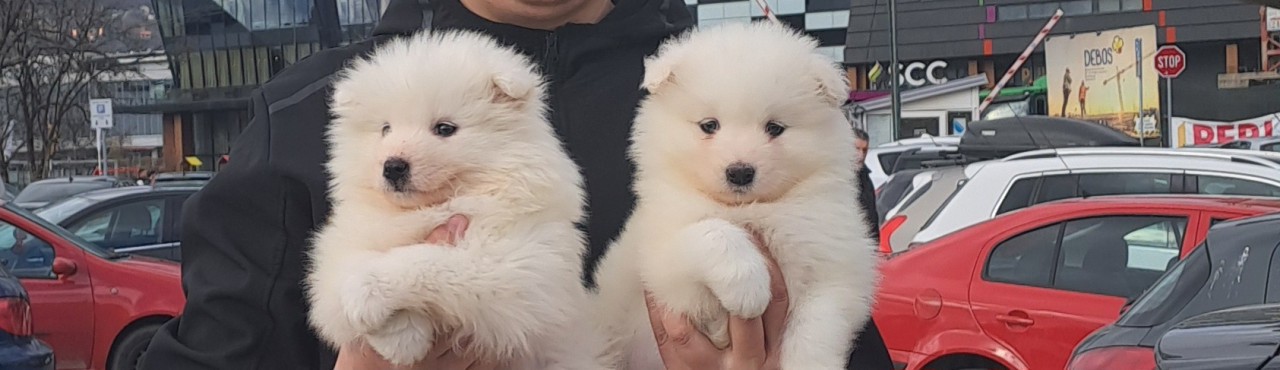 Samojed stene