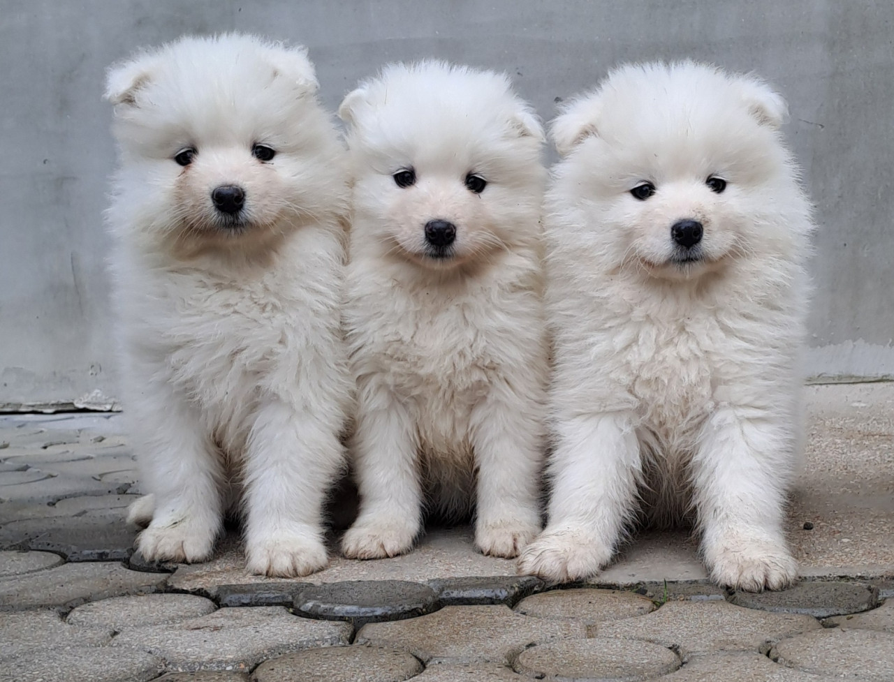 Samojed stene