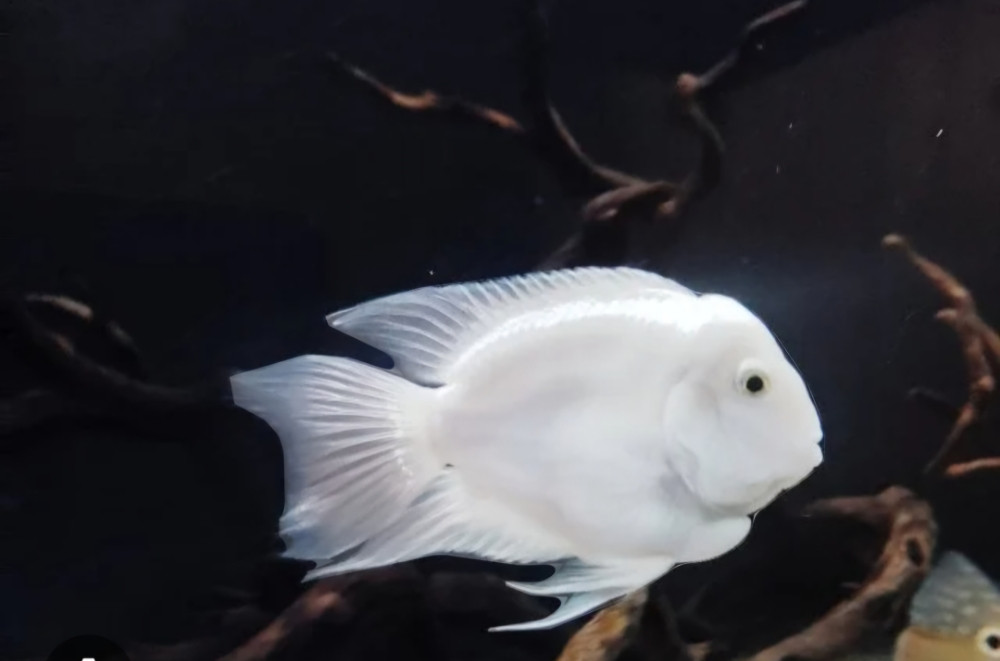 Polar blue i bijeli papagaji
