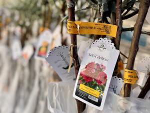 Ruže stablašice sadnice ruža // NAJKVALITETNIJE NA TRŽIŠTU