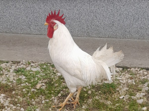 Horoz na prodaju