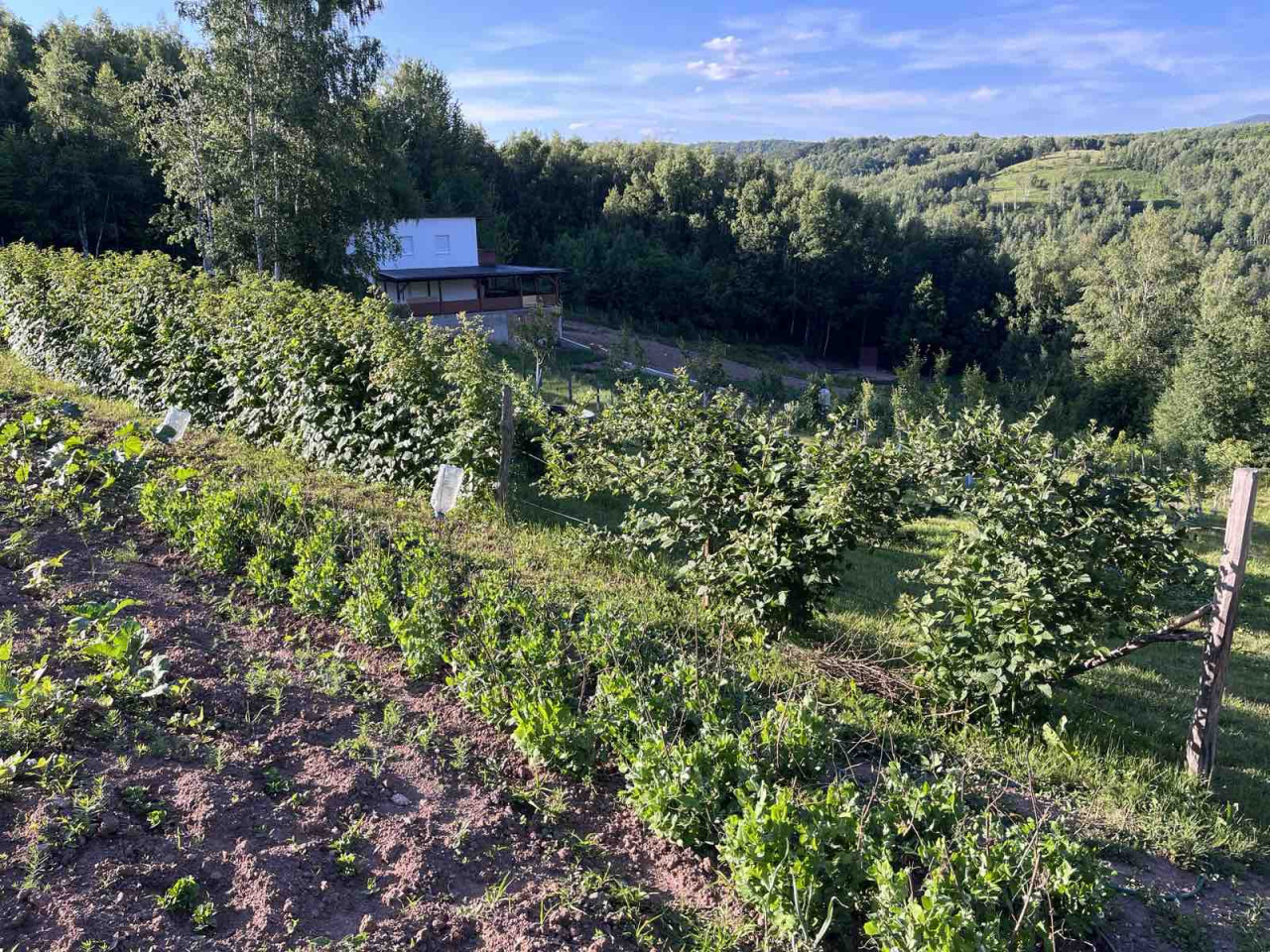 Vikendica sa zemljištem - Trnovo - Brutusi - 6975m2 11
