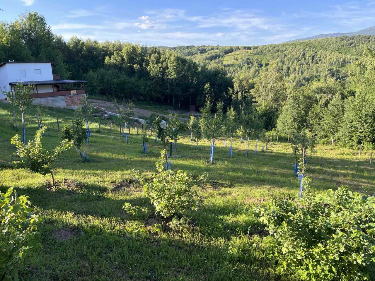 Vikendica sa zemljištem - Trnovo - Brutusi - 6975m2 13