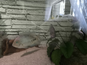 Akvarijumske ribice Vieje