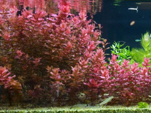 rotala macrandra
