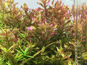 rotala macrandra sp bangladesh