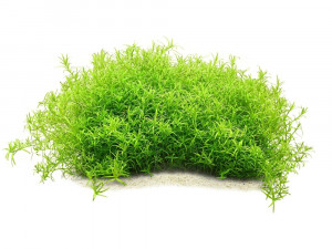 Rotala sp. "Wayanad"