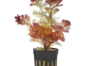 Cabomba furcata ("piauhyensis")