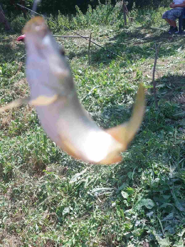 Prodajem mladj sarana riba