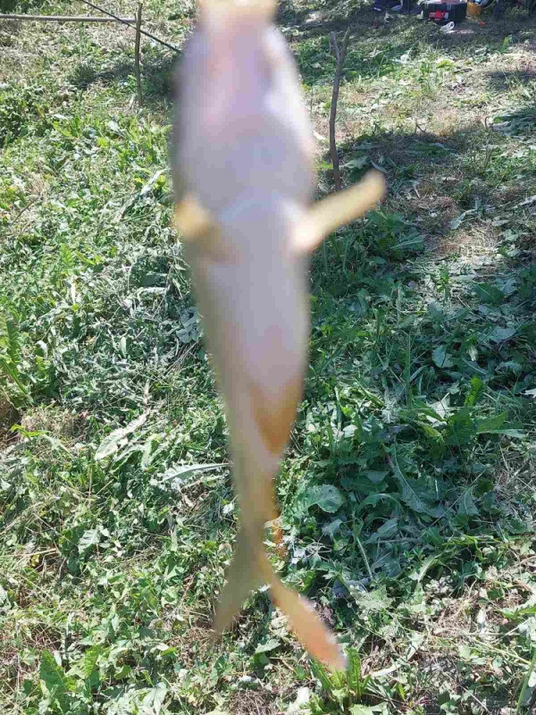 Prodajem mladj sarana riba