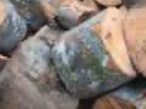 Bukovi ogrjev ćutci