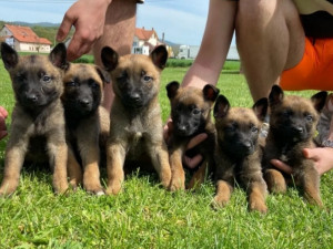 Belgijski ovčar malinoa dostava BiH i EU +38762213383