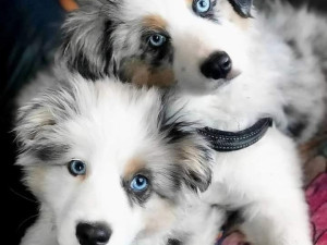 BORDER COLLIE SA RODOVNIKOM