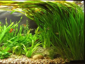 Valisneria Valisnerija