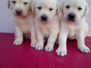Labrador štenad dostava BiH i EU 0038762213383