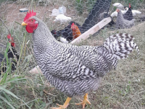 Horozi domaci, crna talijanka, amrok, nju hemsir, leghorn