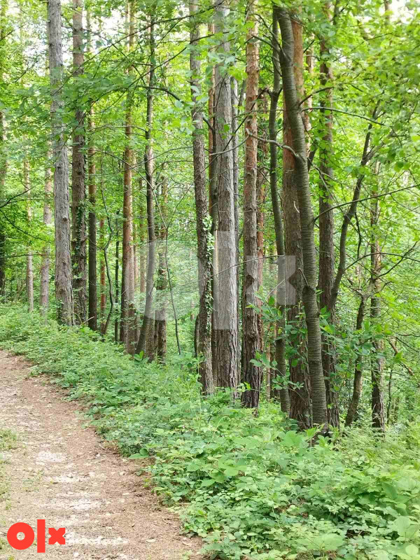 Zemljiste/suma - Srnica 2