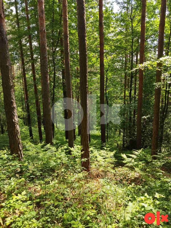 Zemljiste/suma - Srnica 3