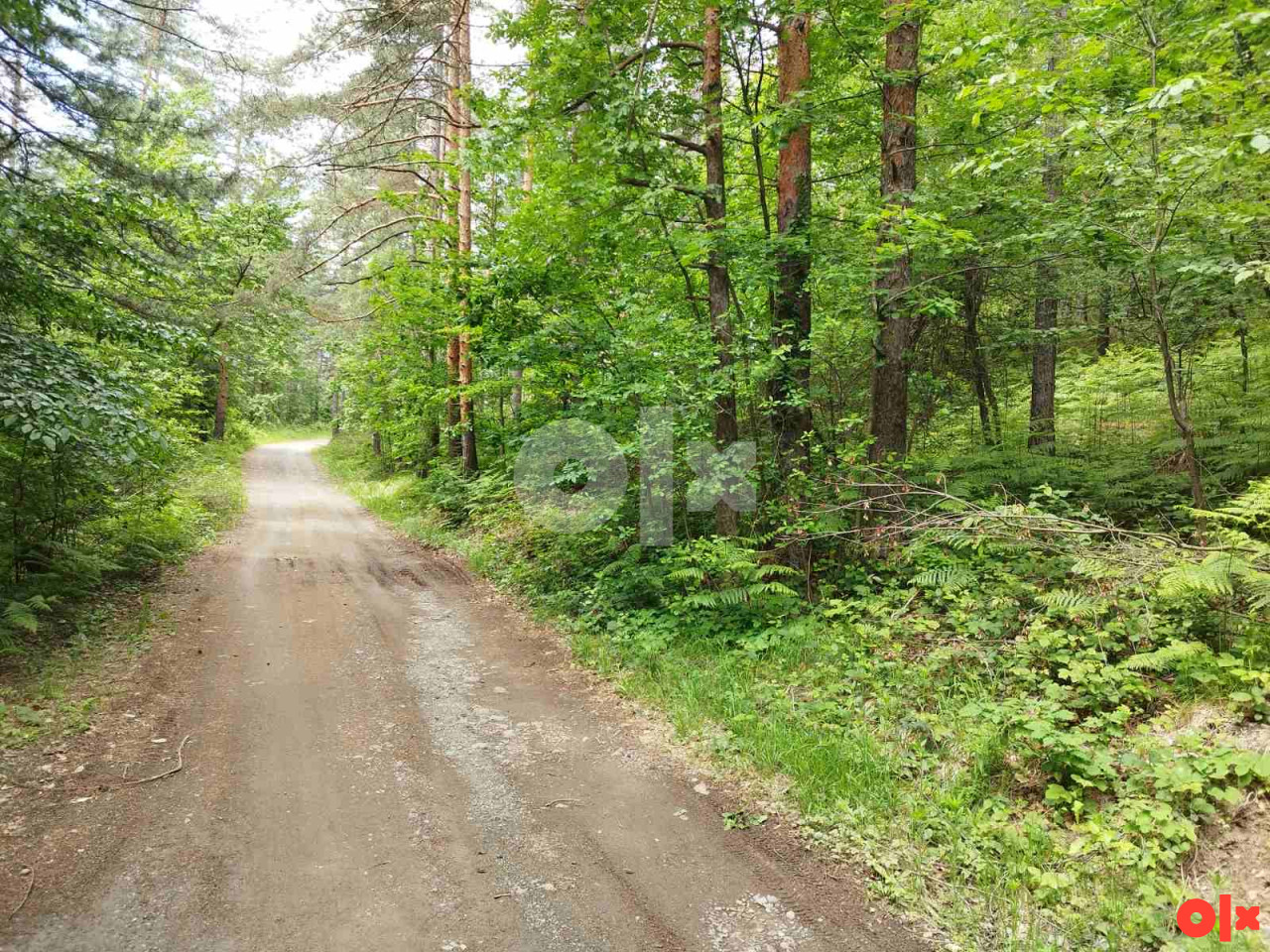 Zemljiste/suma - Srnica 6