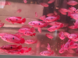 Ribice Red Jewel