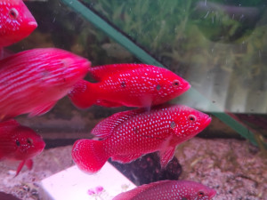 Ribice Red Jewel(matično jato) 20 komada