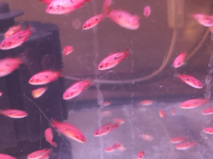 Ribice Red Jewel