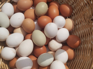 Domaća jaja Sarajevo 061964165