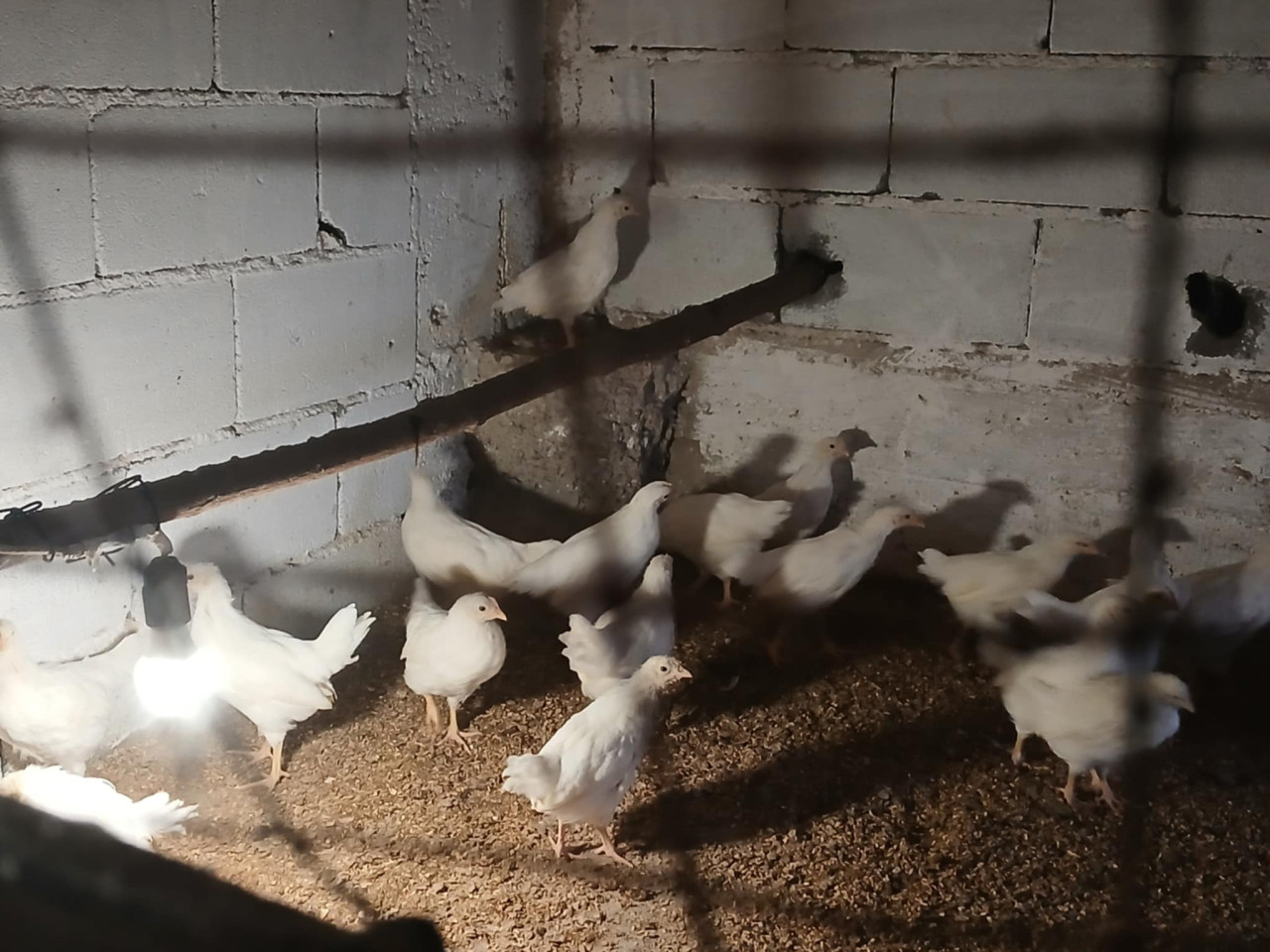 Leghorn mlade pilice 2 mjeseca, pilići