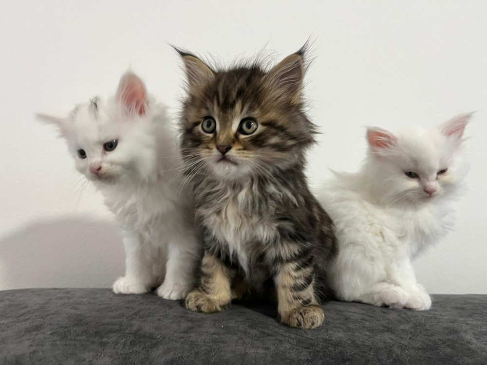 Maine Coon macici