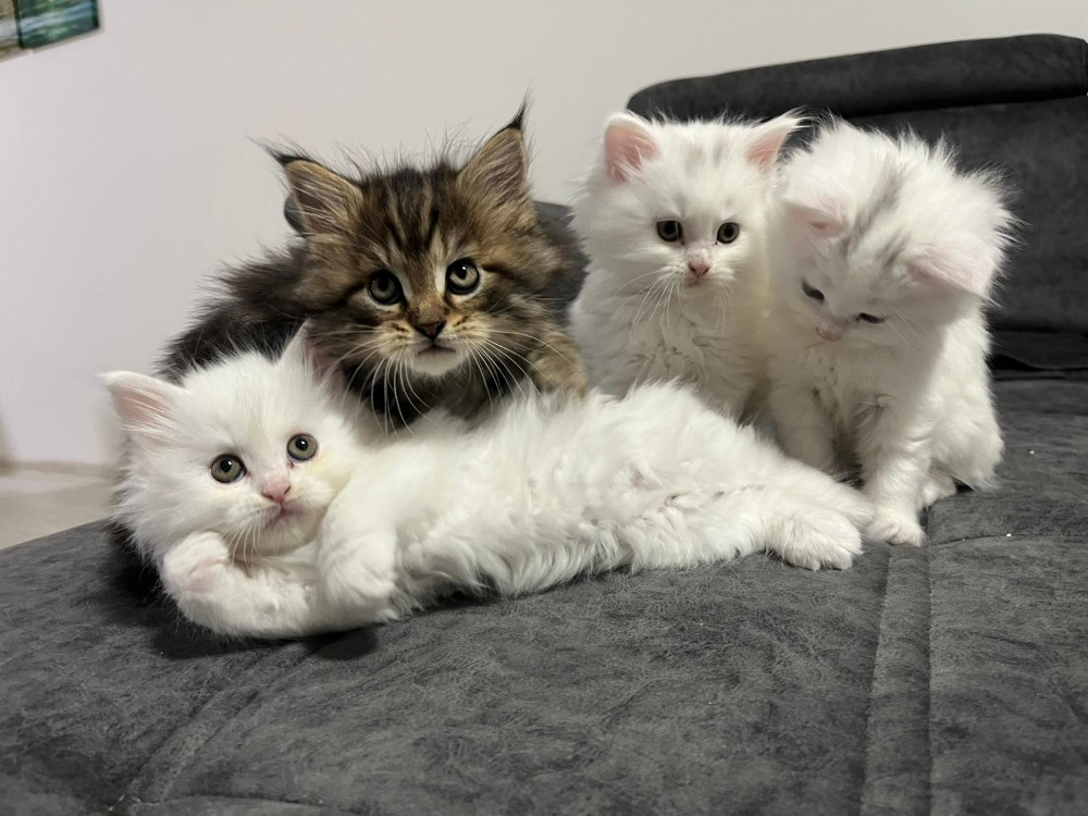 Maine Coon macici