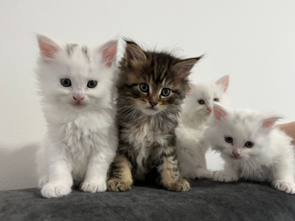 Maine Coon macici