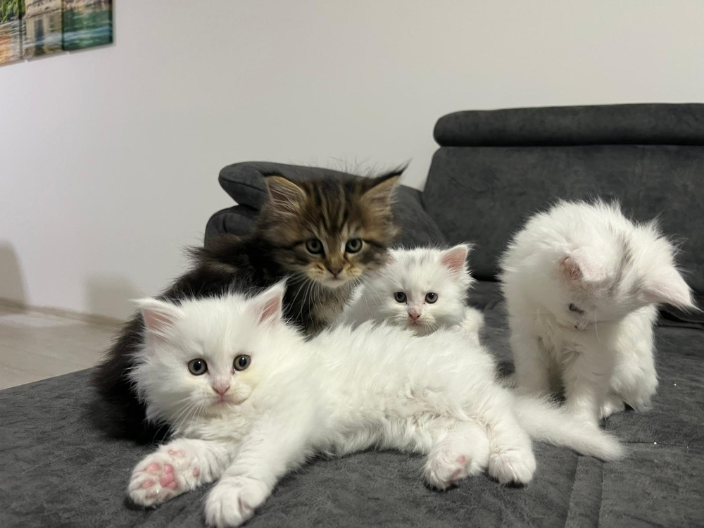 Maine Coon macici
