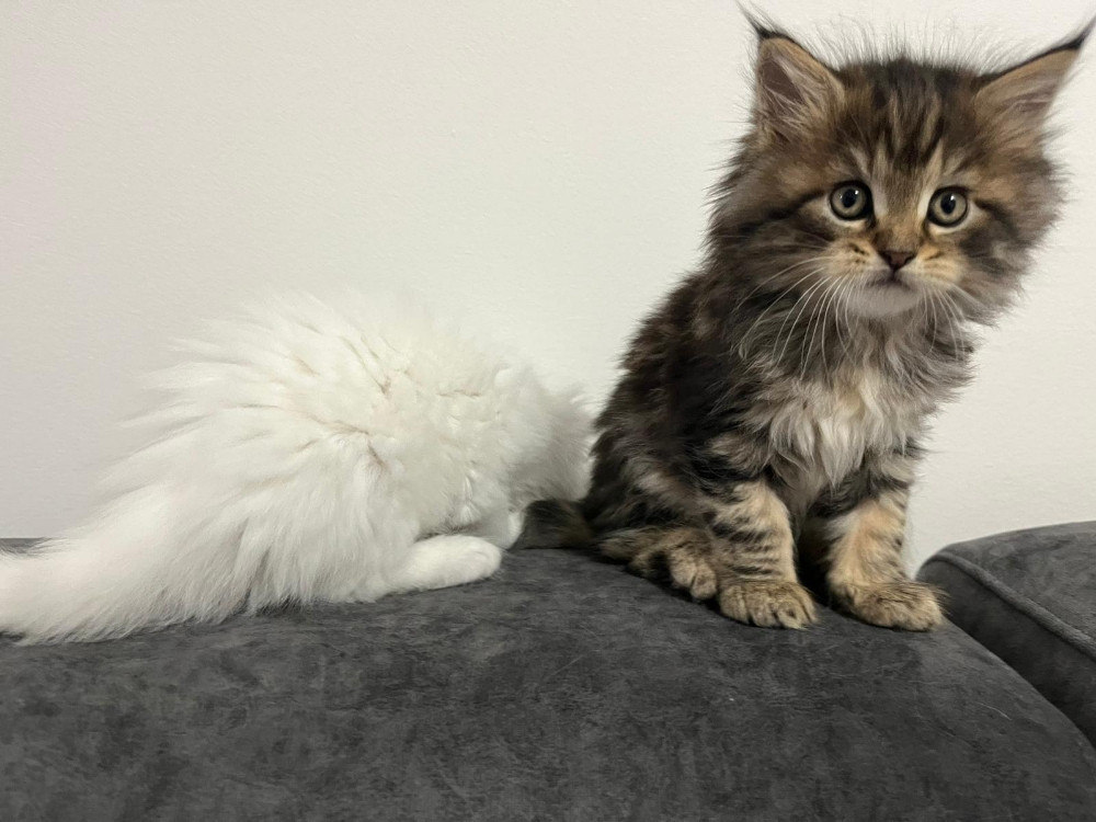 Maine Coon macici