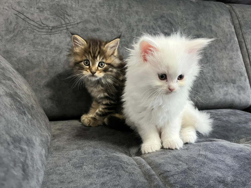 Maine Coon macici
