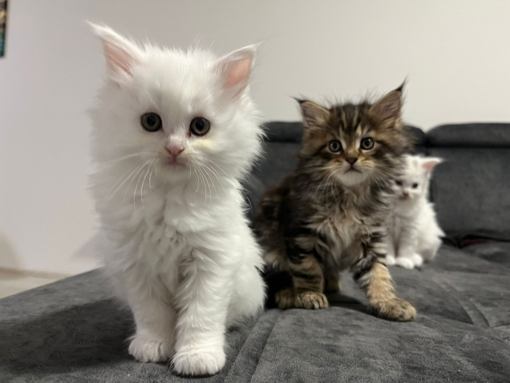 Maine Coon macici