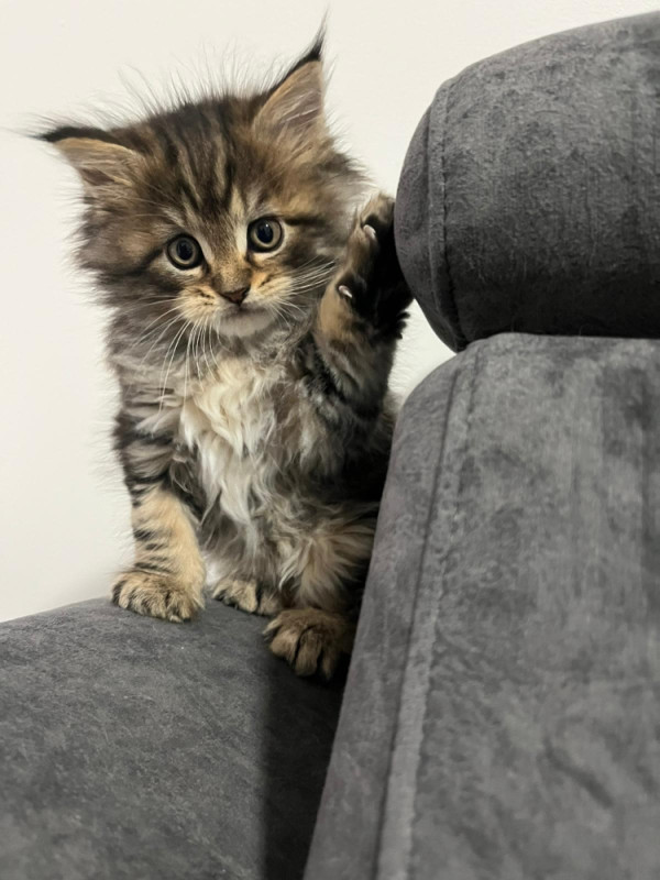 Maine Coon macici