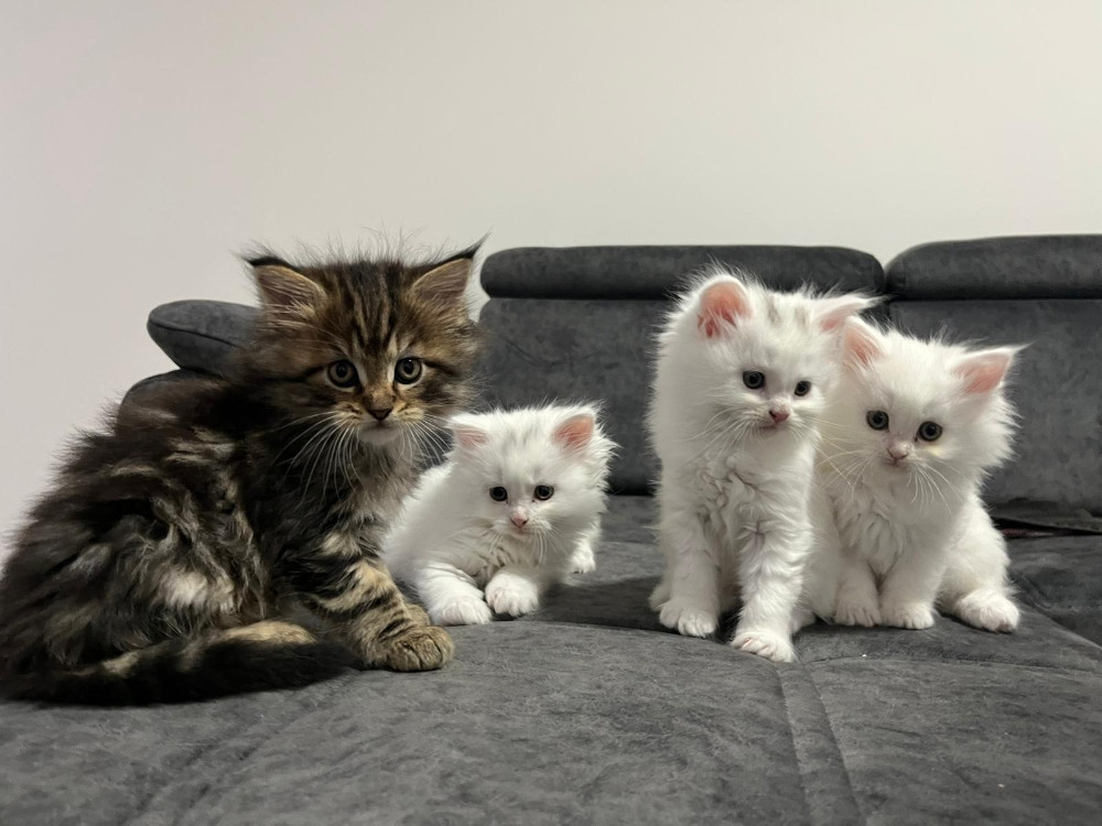 Maine Coon macici