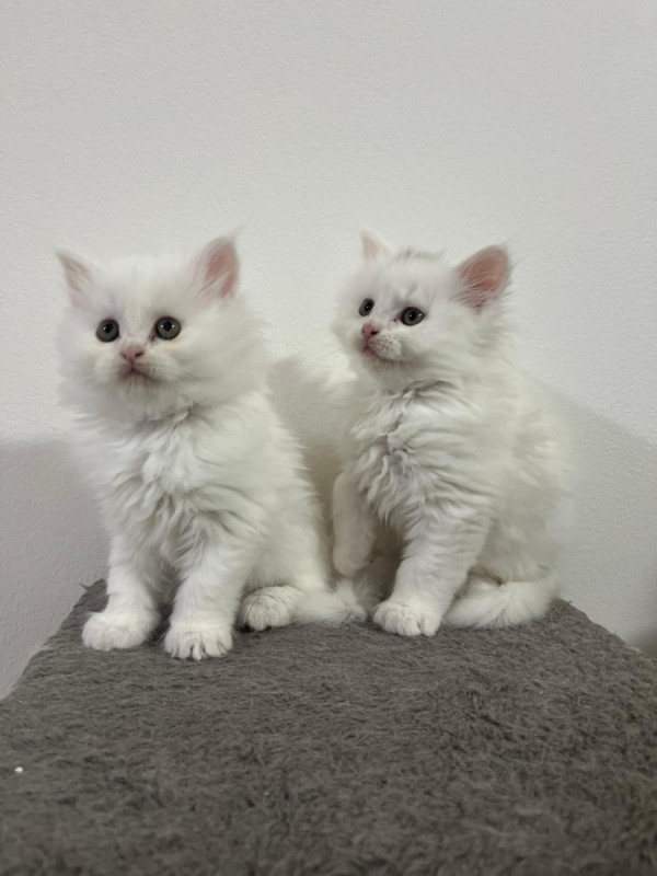 Maine Coon macici