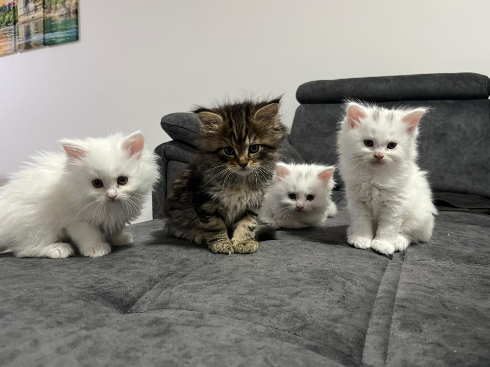 Maine Coon macici