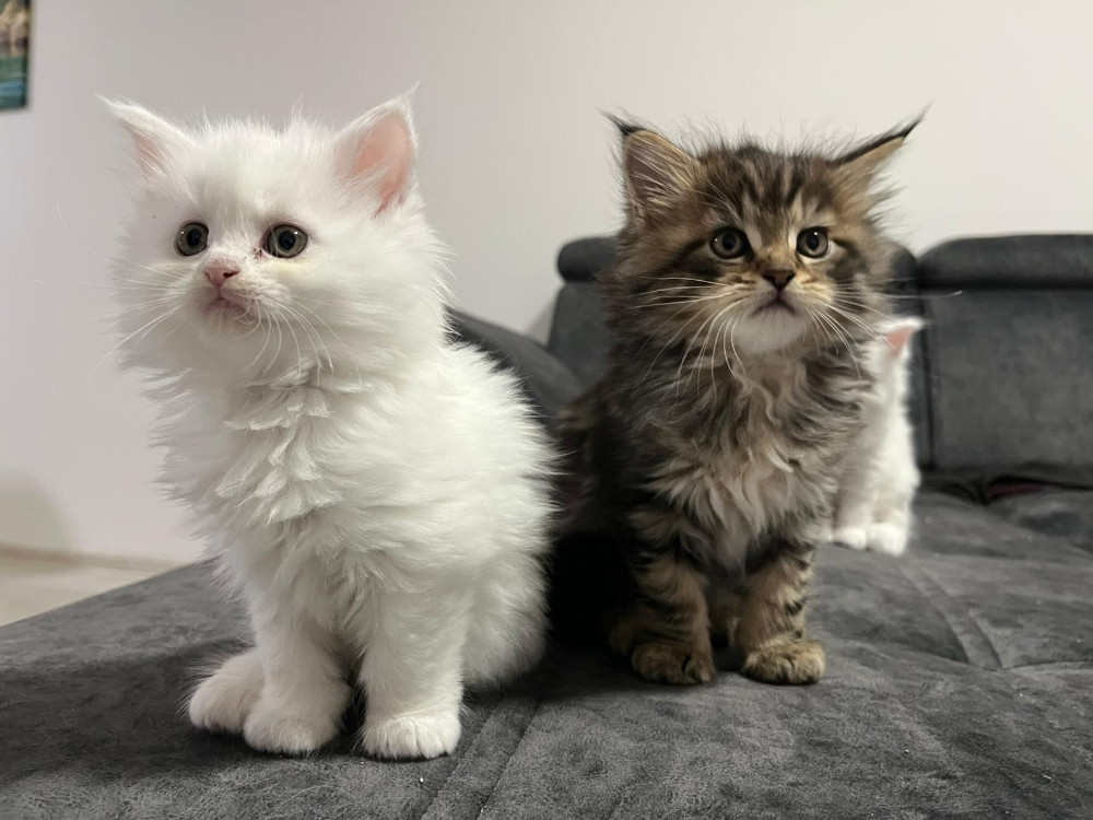 Maine Coon macici