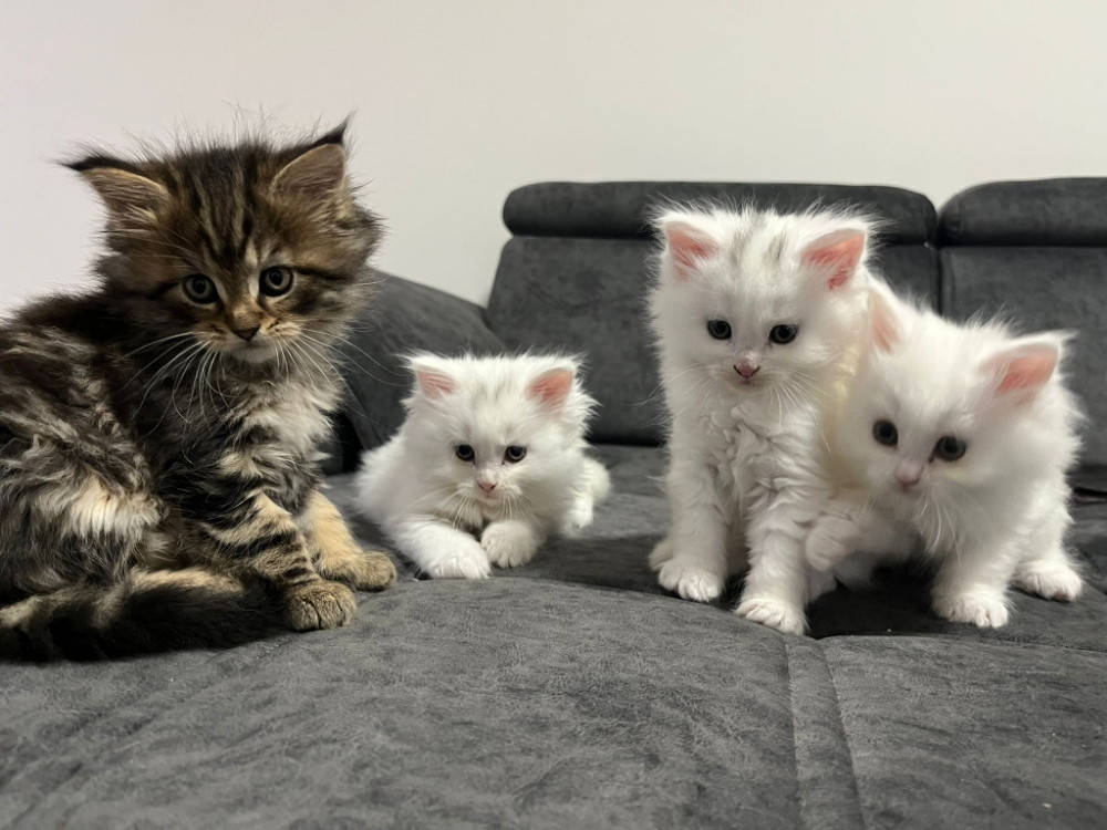 Maine Coon macici